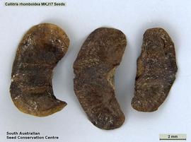  Seeds:  Callitris rhomboidea ; Photo by South Australian Seed Conservation Centre, used with permission
